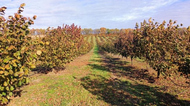 Волинянин отримав від держави 250 тисяч і почав вирощувати фундук. ВІДЕО