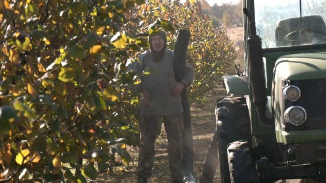 Волинянин отримав від держави 250 тисяч і почав вирощувати фундук. ВІДЕО