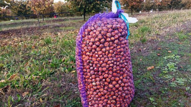 Волинянин отримав від держави 250 тисяч і почав вирощувати фундук. ВІДЕО