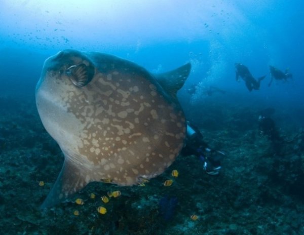 Топ 10 найбільш чудернацьких та незвичайних риб світового океану. ФОТО