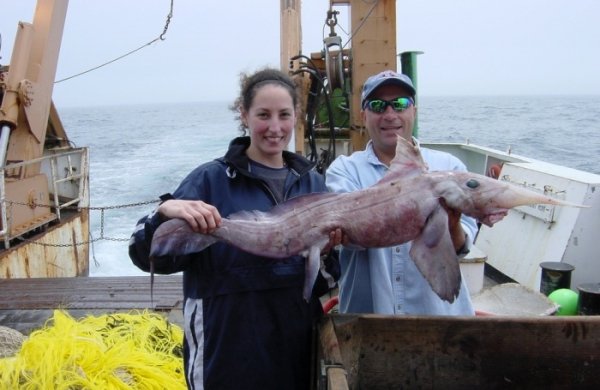 Топ 10 найбільш чудернацьких та незвичайних риб світового океану. ФОТО