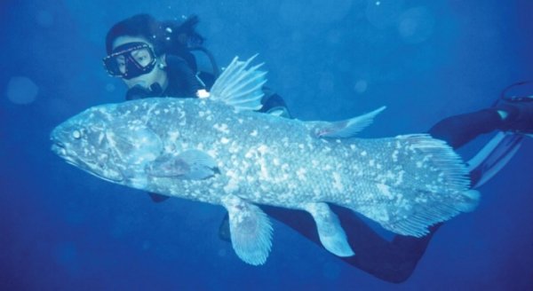 Топ 10 найбільш чудернацьких та незвичайних риб світового океану. ФОТО