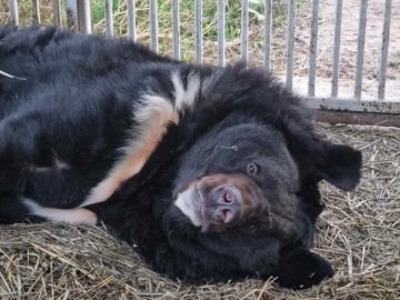 Про волинські кавуни та ведмедя-переселенця: добрі новини від ВолиньPost за 12 жовтня 
