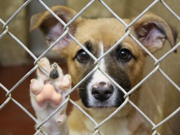 Бізнес на собачій смерті: скандальну Дану Новарчук звинувачують у знищенні тварин з інших міст