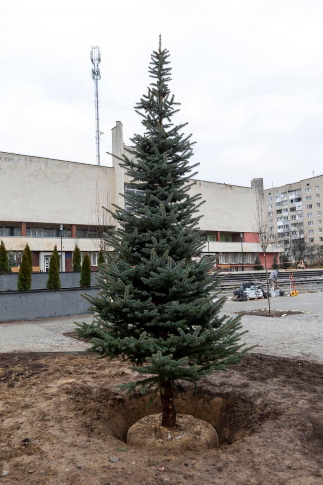 У Луцьку перед РАЦСом висадили ялини. ФОТО