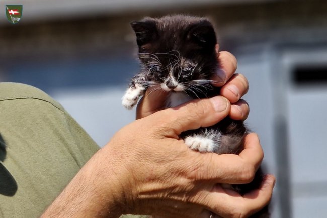 Медик 14 ОМБр підліковує тварин з прифронтових сіл та впорядковує пасіки. ФОТО