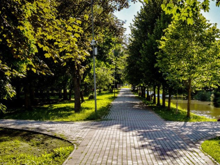 У Луцьку зріжуть понад 100 аварійних дерев