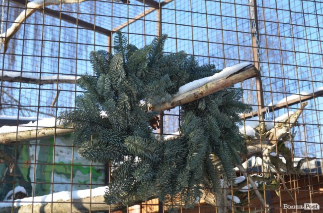 Ялинки лучан можуть стати паливом або «лісом» для ведмедів: що робити із новорічними деревами. ФОТО