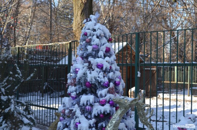Ялинки лучан можуть стати паливом або «лісом» для ведмедів: що робити із новорічними деревами. ФОТО