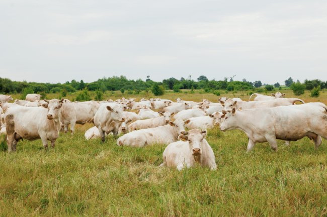 Загальна кількість ВРХ «МХП-Баффало» перевищує 5 000 голів 