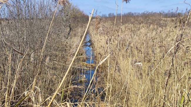 На реконструкцію меліоративних каналів у районі на Волині треба 800 млн грн: чи проводили розчищення 