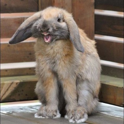 Посміхніться, вас знімають, - невдалі кадри тварин. ФОТО