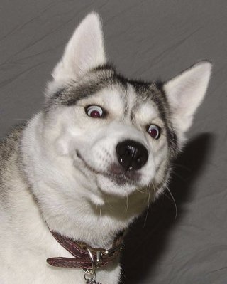 Посміхніться, вас знімають, - невдалі кадри тварин. ФОТО