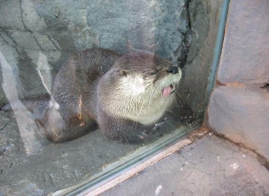 Посміхніться, вас знімають, - невдалі кадри тварин. ФОТО