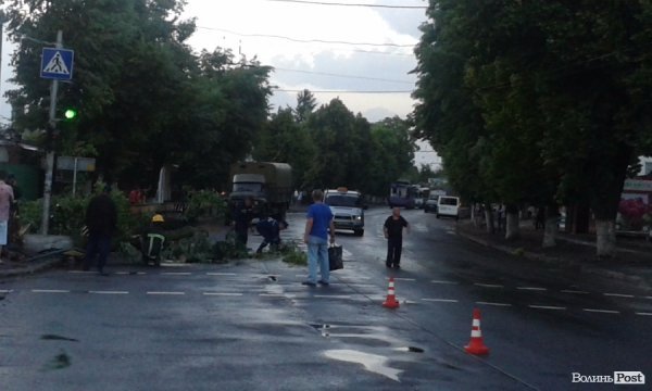 На Львівській стихія звалила дерево на дорогу. ФОТО. ВІДЕО