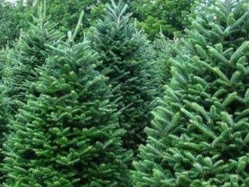 Ялинкові рейди: які штрафи чекають волинян за незаконну заготівлю