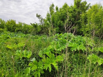 Луцьк знову захоплює небезпечна рослина: екологи повідомили, як боротимуться та скільки це коштуватиме 