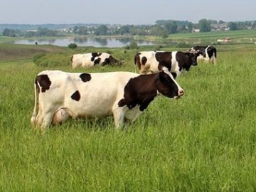 Жителі селища на Волині просять зберегти місцеве пасовище