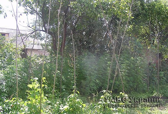 Ковельчанин виростив плантацію коноплі. ФОТО