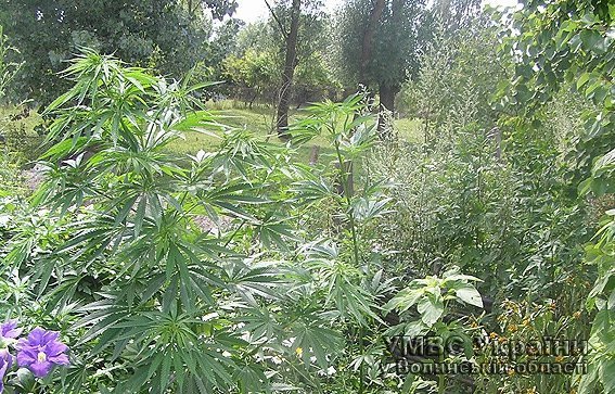 Ковельчанин виростив плантацію коноплі. ФОТО