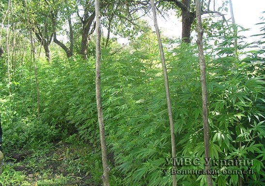 Ковельчанин виростив плантацію коноплі. ФОТО