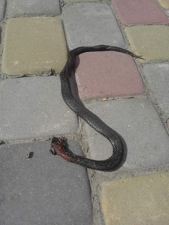 На Волині двох людей покусали змії