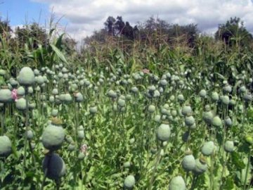 Волинянка вирощувала під будинком майже 350 кущів снотворного маку