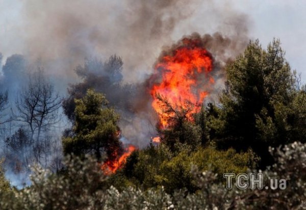 У Греції горять ліси. ФОТО