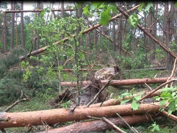 На Маневиччині буревій пошкодив понад 200 гектарів лісу