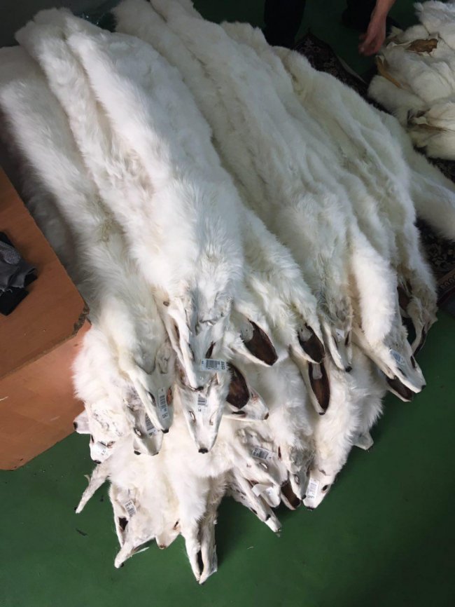 Волинські прикордонники знайшли контрабандні комп'ютери та хутро. ВІДЕО. ФОТО 