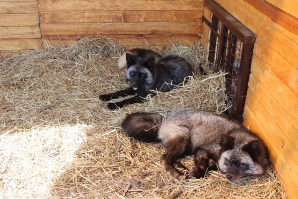 У Луцькому зоопарку з'явились нові мешканці. ФОТО