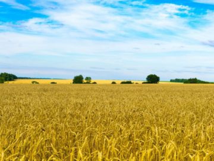 Ціни на землю в Україні стрімко злетіли: скільки тепер коштує гектар