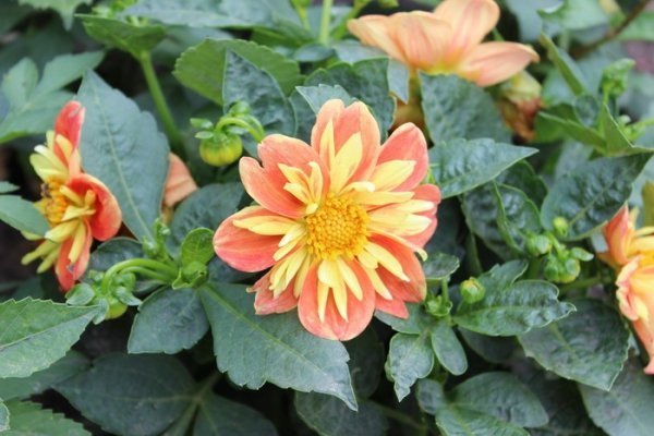 Як прикрасили луцькі клумби. ФОТО