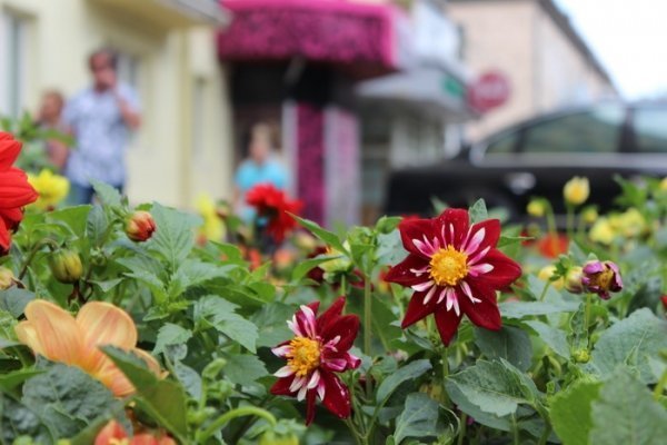 Як прикрасили луцькі клумби. ФОТО