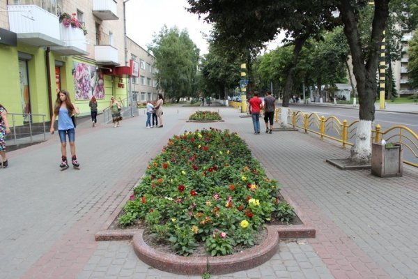 Як прикрасили луцькі клумби. ФОТО