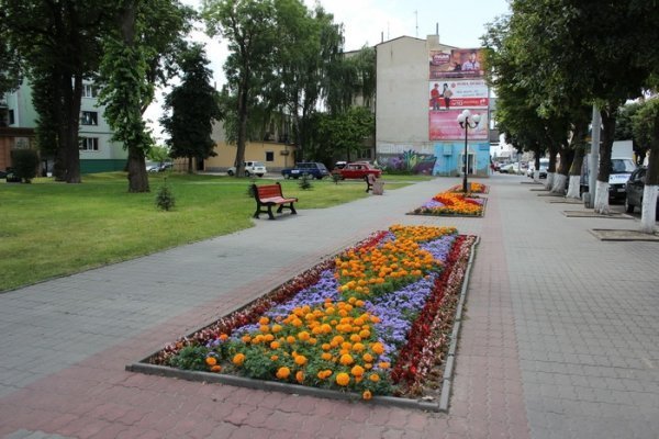 Як прикрасили луцькі клумби. ФОТО