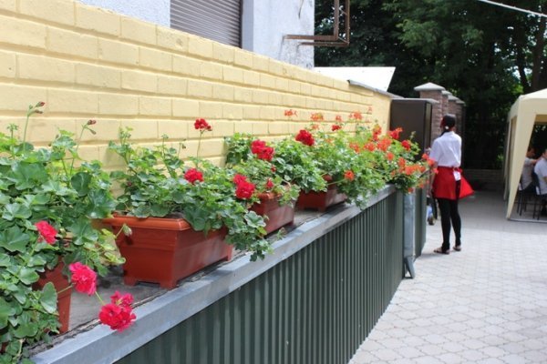 Як прикрасили луцькі клумби. ФОТО