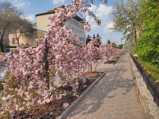 «Хай буде весна»: у місті на Волині зацвіла алея сакур. ФОТО