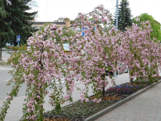 «Хай буде весна»: у місті на Волині зацвіла алея сакур. ФОТО