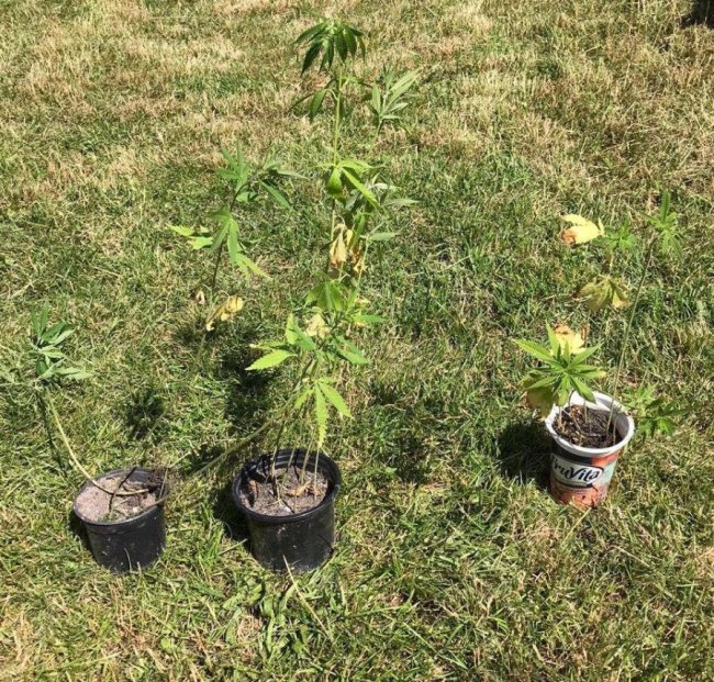 Викрили волинянина, який вирощував коноплі та торгував психотропами. ФОТО