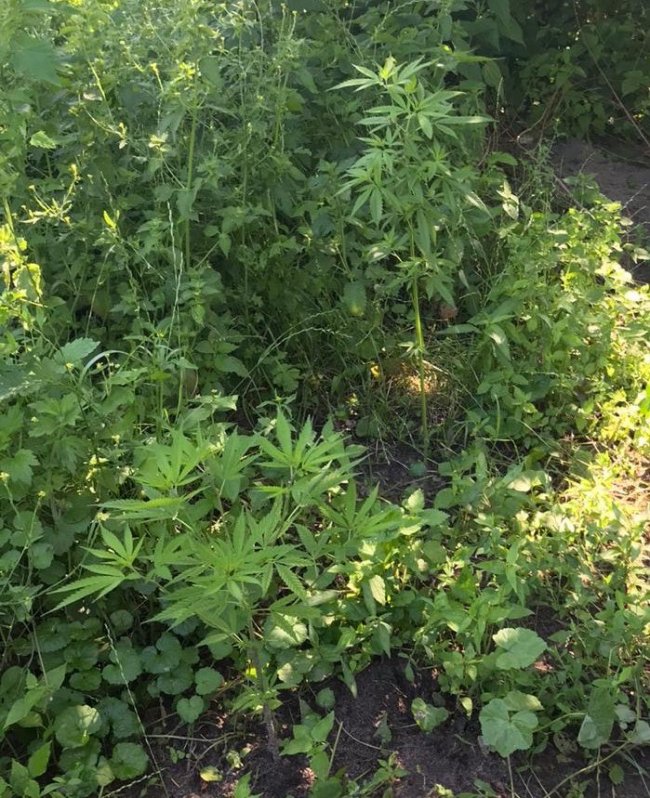 Викрили волинянина, який вирощував коноплі та торгував психотропами. ФОТО