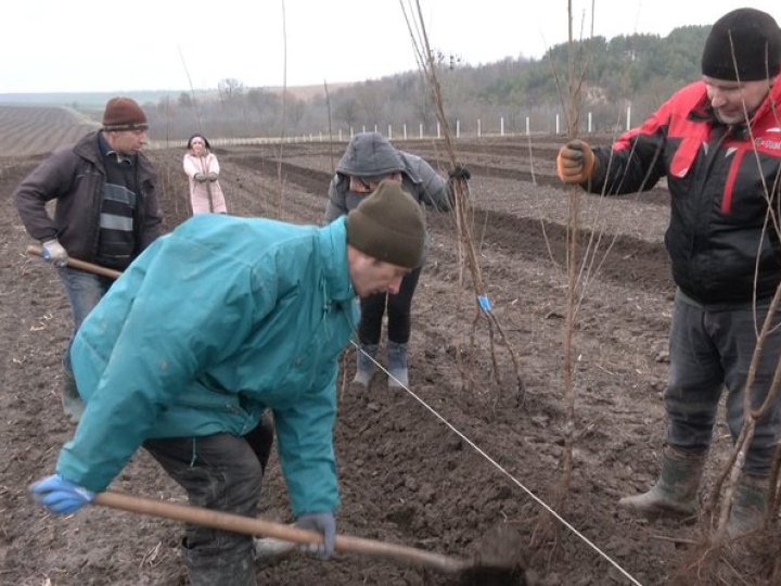 На Волині заклали найбільший вишневий сад в області: перший врожай чекають через 3 роки