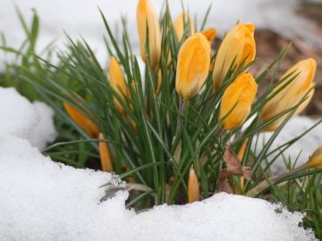 Погода в Луцьку та Волинській області на суботу, 29 лютого