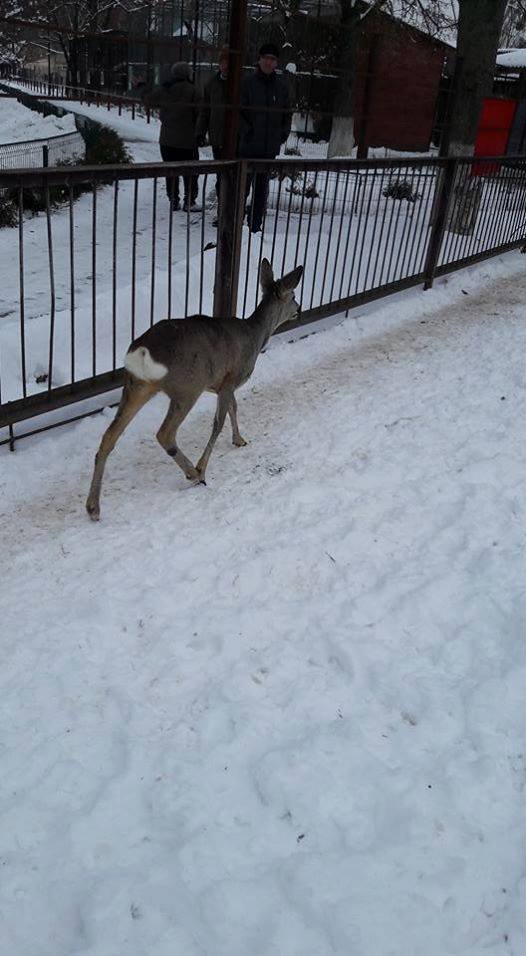 Луцький зоопарк прийняв приблудну косулю