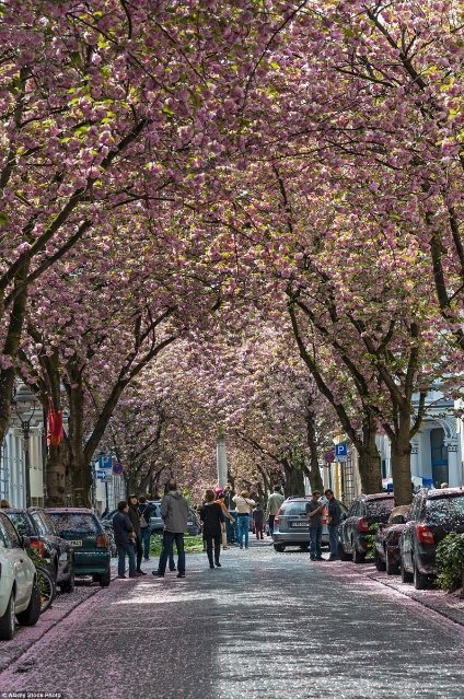 Український Тунель Любові увійшов до списку найкрасивіших тунелів світу