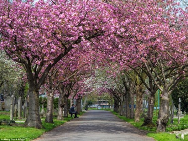 Український Тунель Любові увійшов до списку найкрасивіших тунелів світу