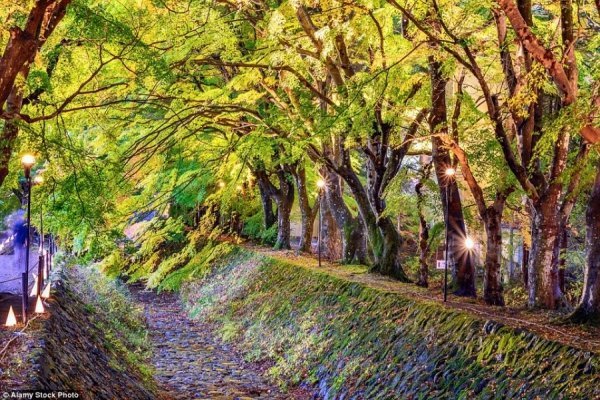 Український Тунель Любові увійшов до списку найкрасивіших тунелів світу