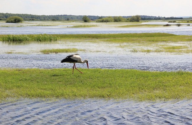 Волинський фотограф показав красу «високої води» річки Стохід. ФОТО
