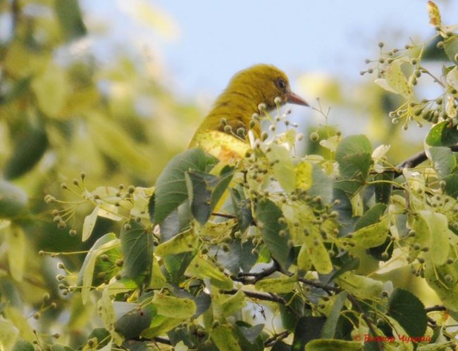 Липень, привіт: жовтопуза красуня потрапила на знімки луцького фотографа