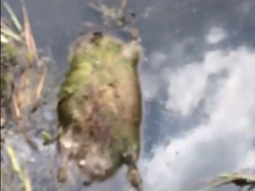 Поблизу Луцька у річці – тушки мертвих тварин. ВІДЕО